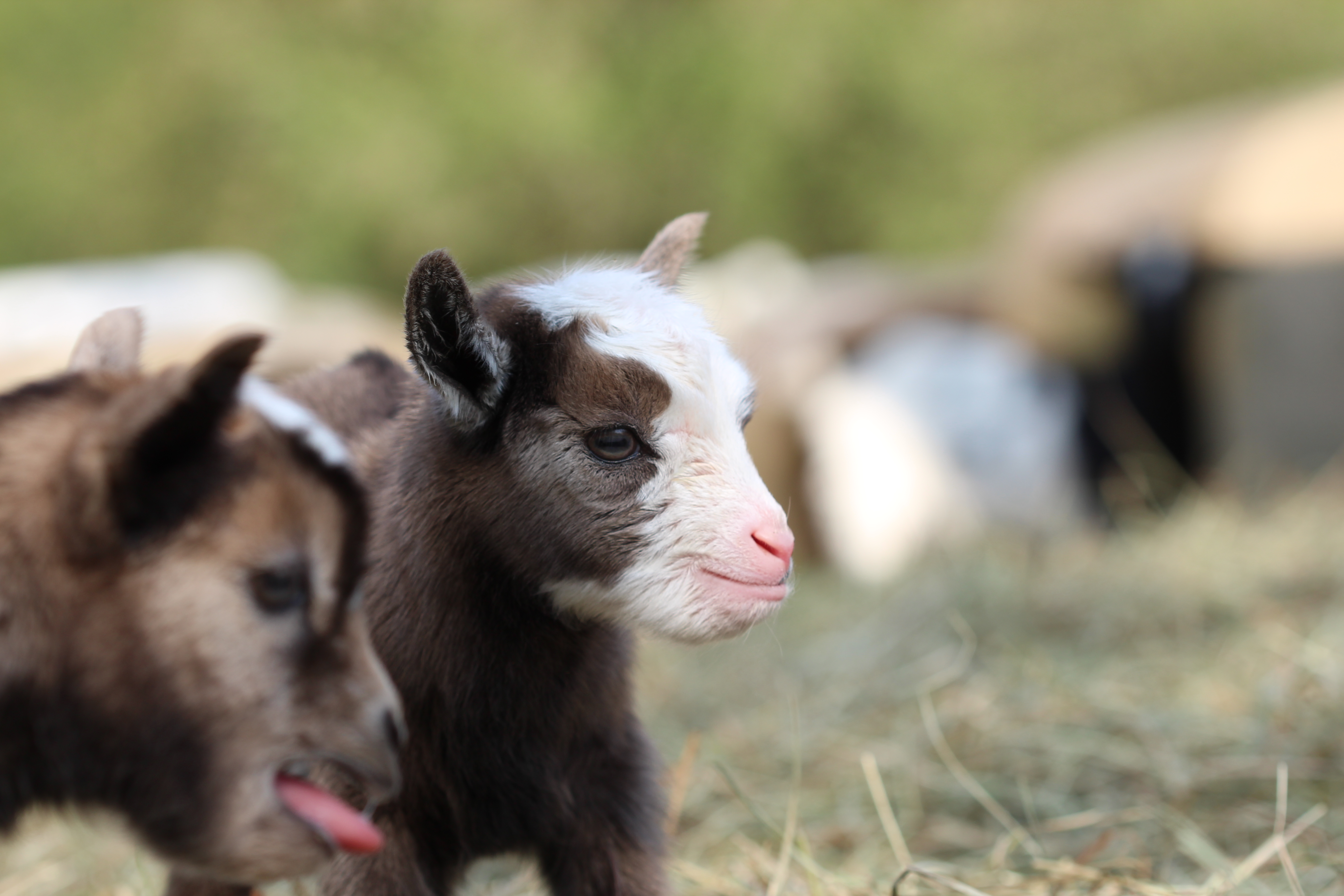 Abgabetiere - TomsFarm